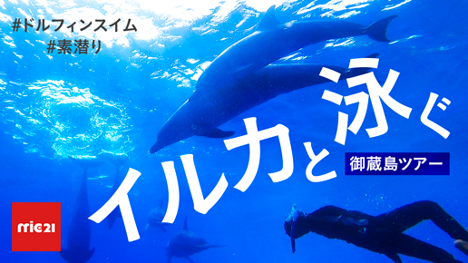 御蔵島 ドルフィンスイム 素潜り ポイント紹介 自然のイルカと泳げる　イルカ　泳ぐ