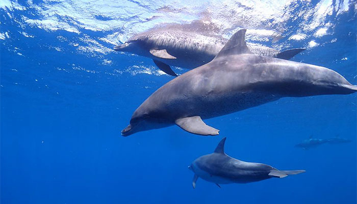 イルカと泳ごう、御蔵島