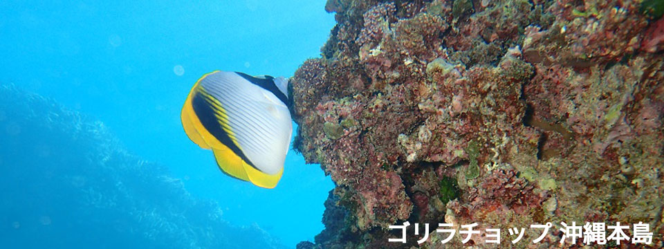 ゴリラチョップ 沖縄)
